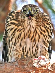 Sharp-shinned Hawk